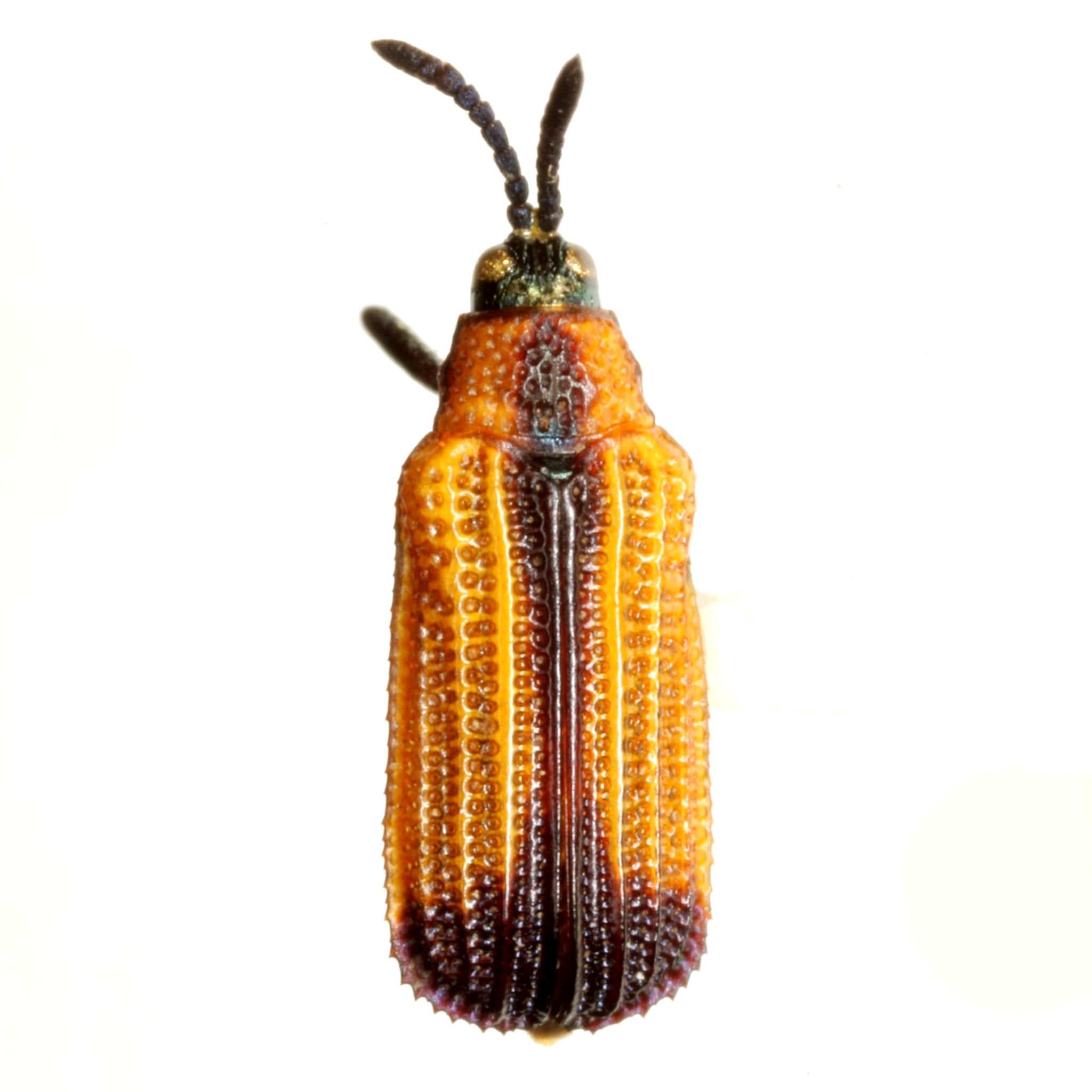 Pentispa