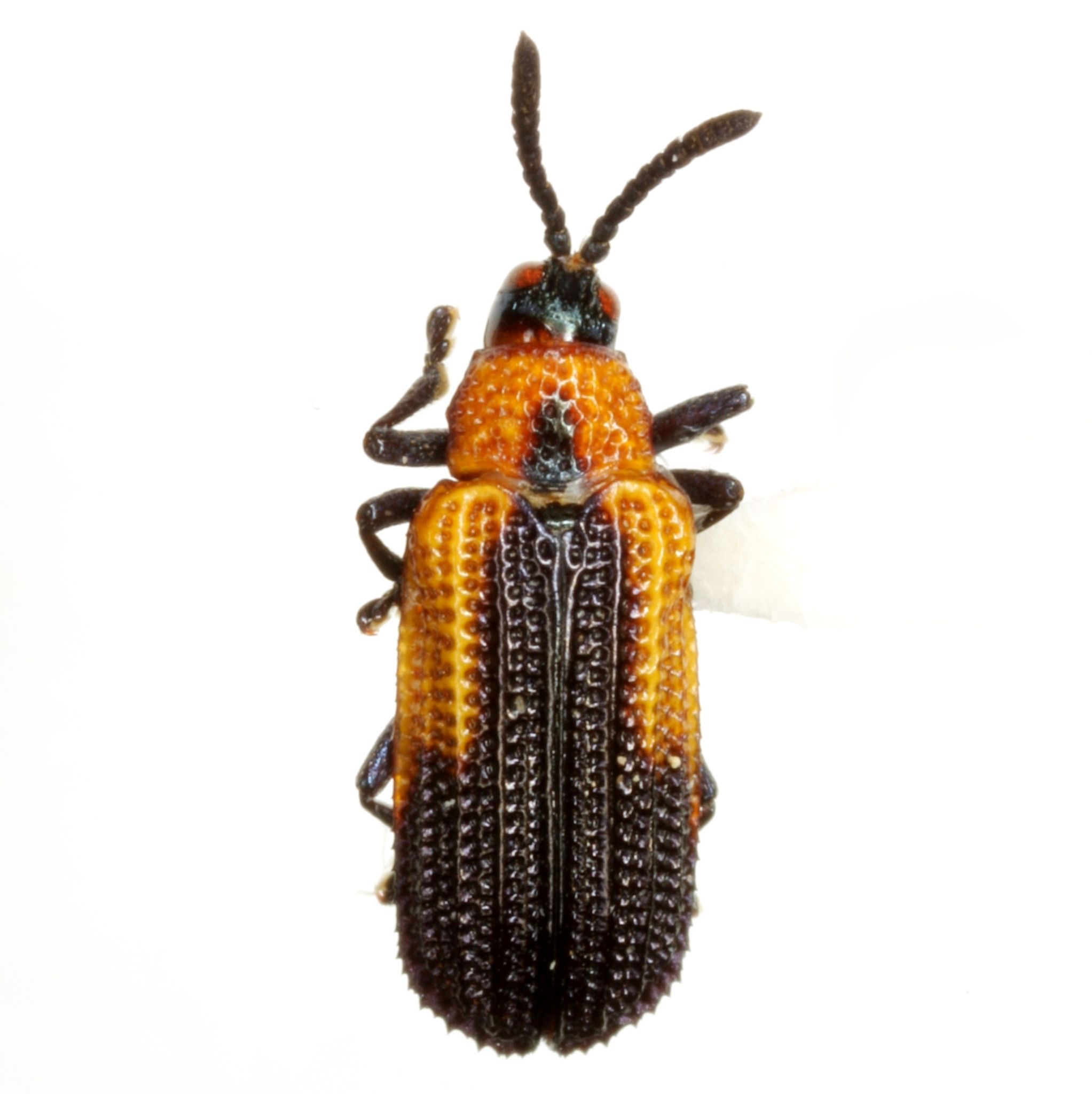 Pentispa