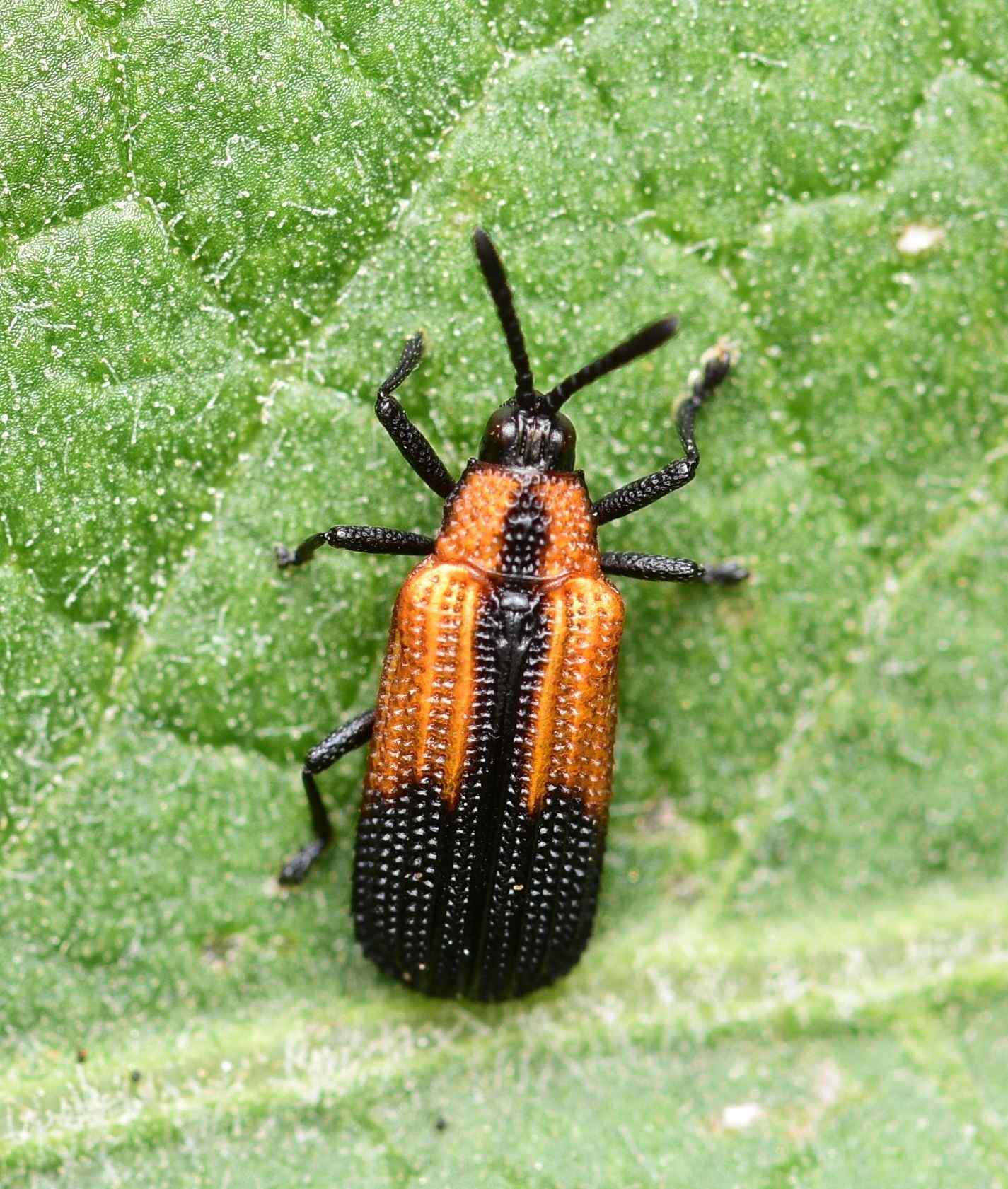 Pentispa
