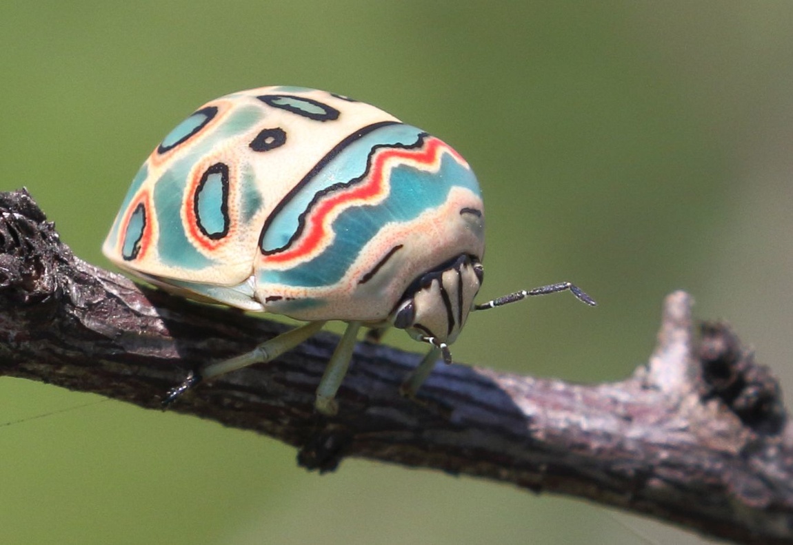 Sphaerocoris annulus