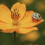 Sphaerocoris annulus