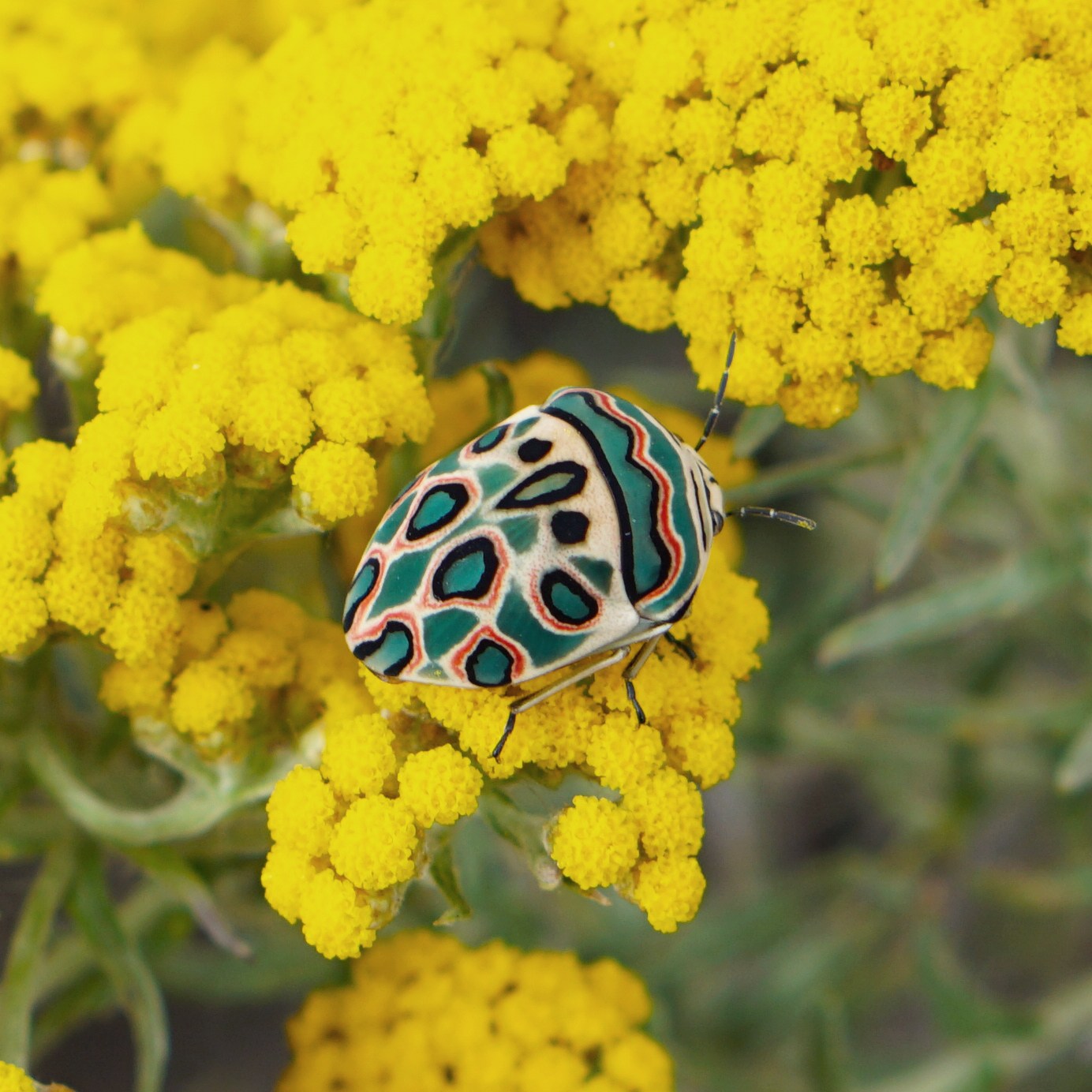 Sphaerocoris annulus