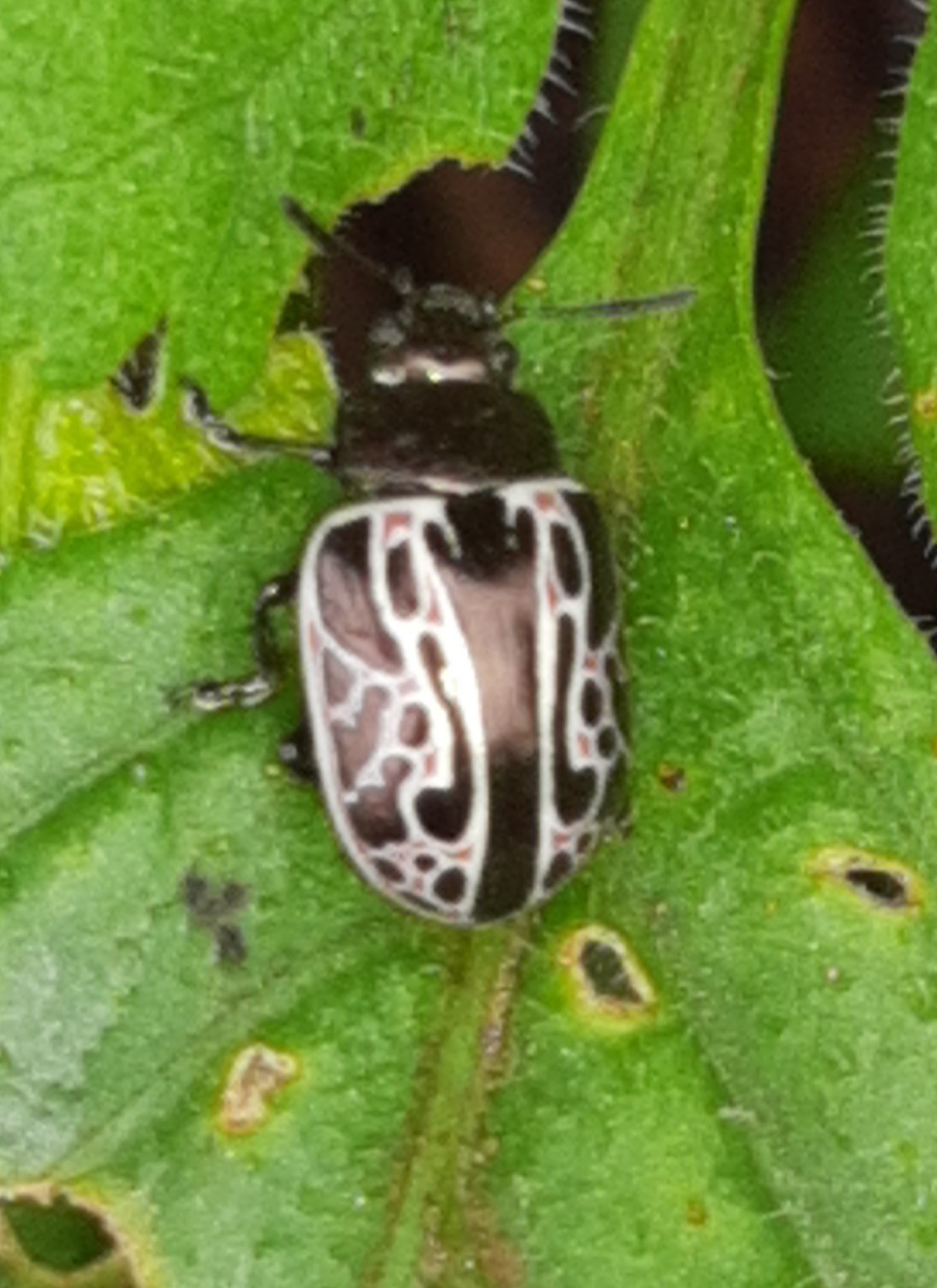 Calligrapha elegantula