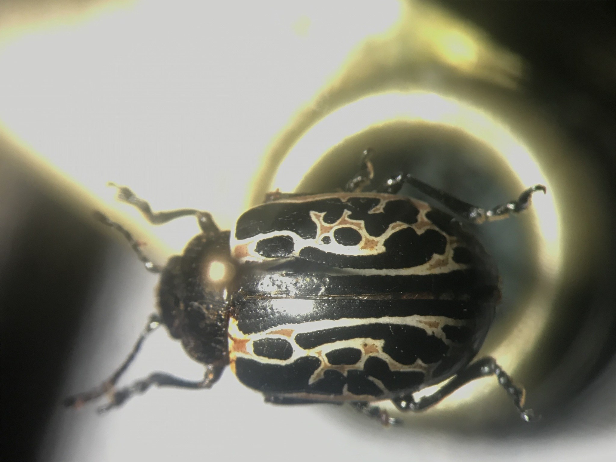 Calligrapha elegantula