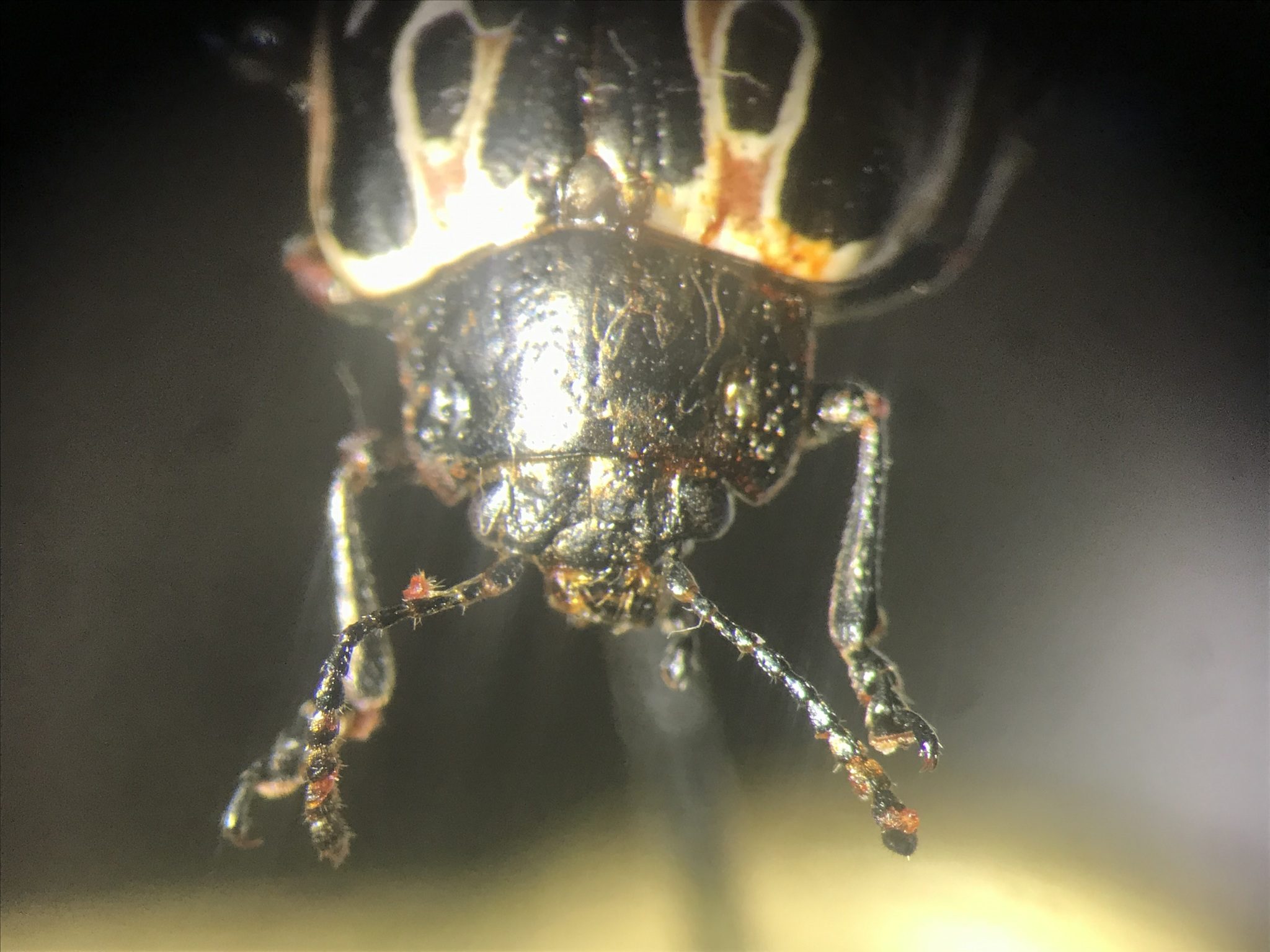 Calligrapha elegantula