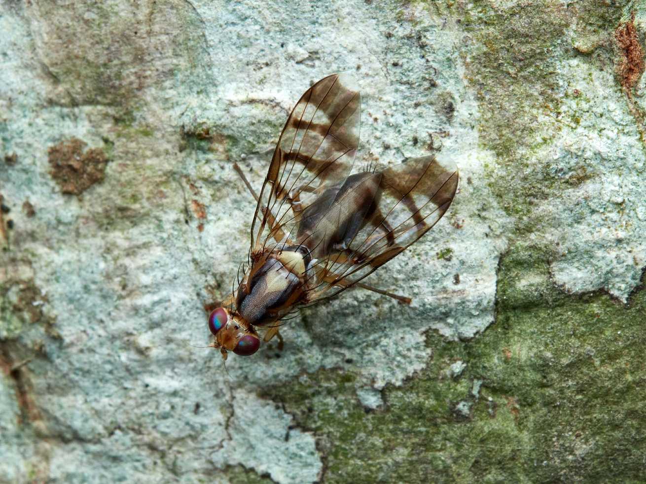 Euphranta oshimensis