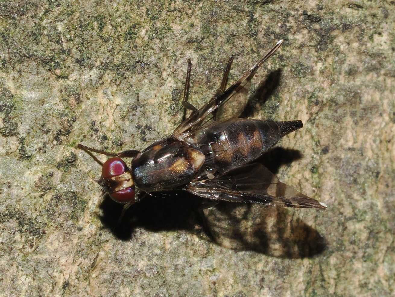 Euphranta oshimensis