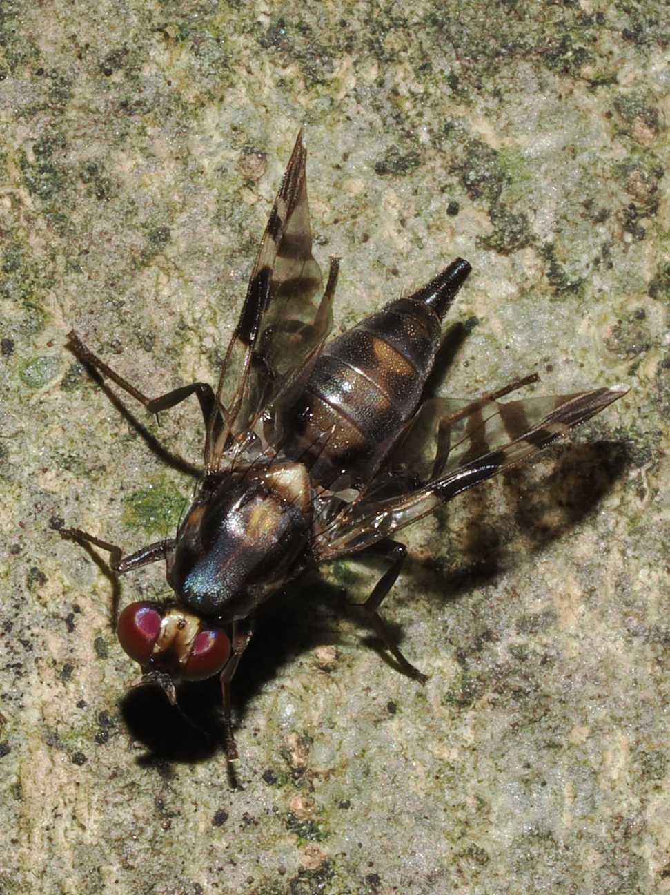 Euphranta oshimensis