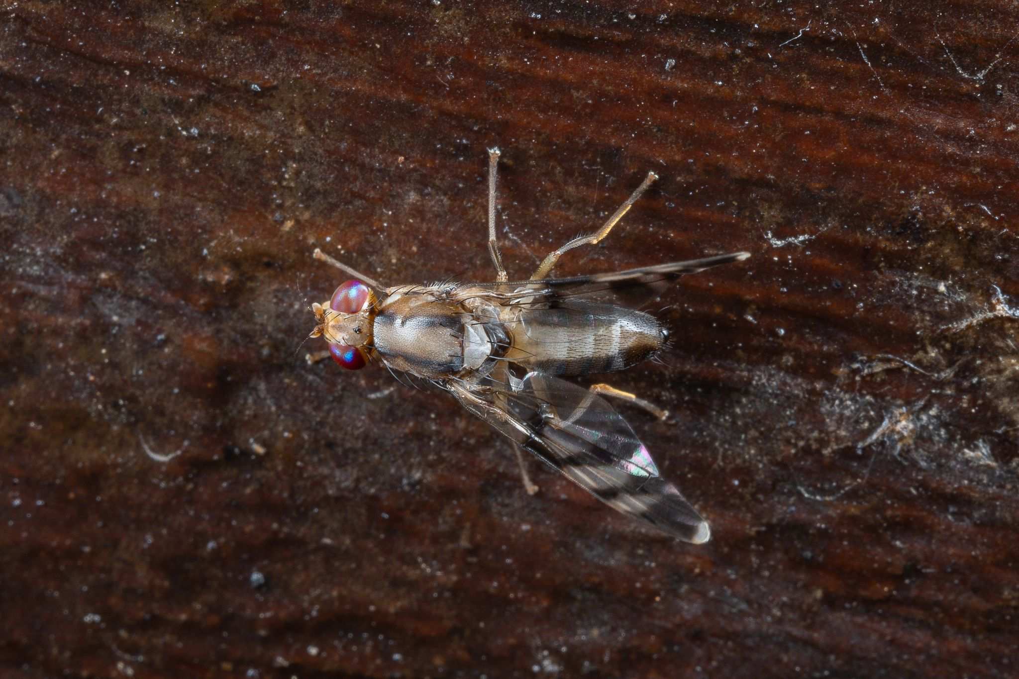 Euphranta oshimensis