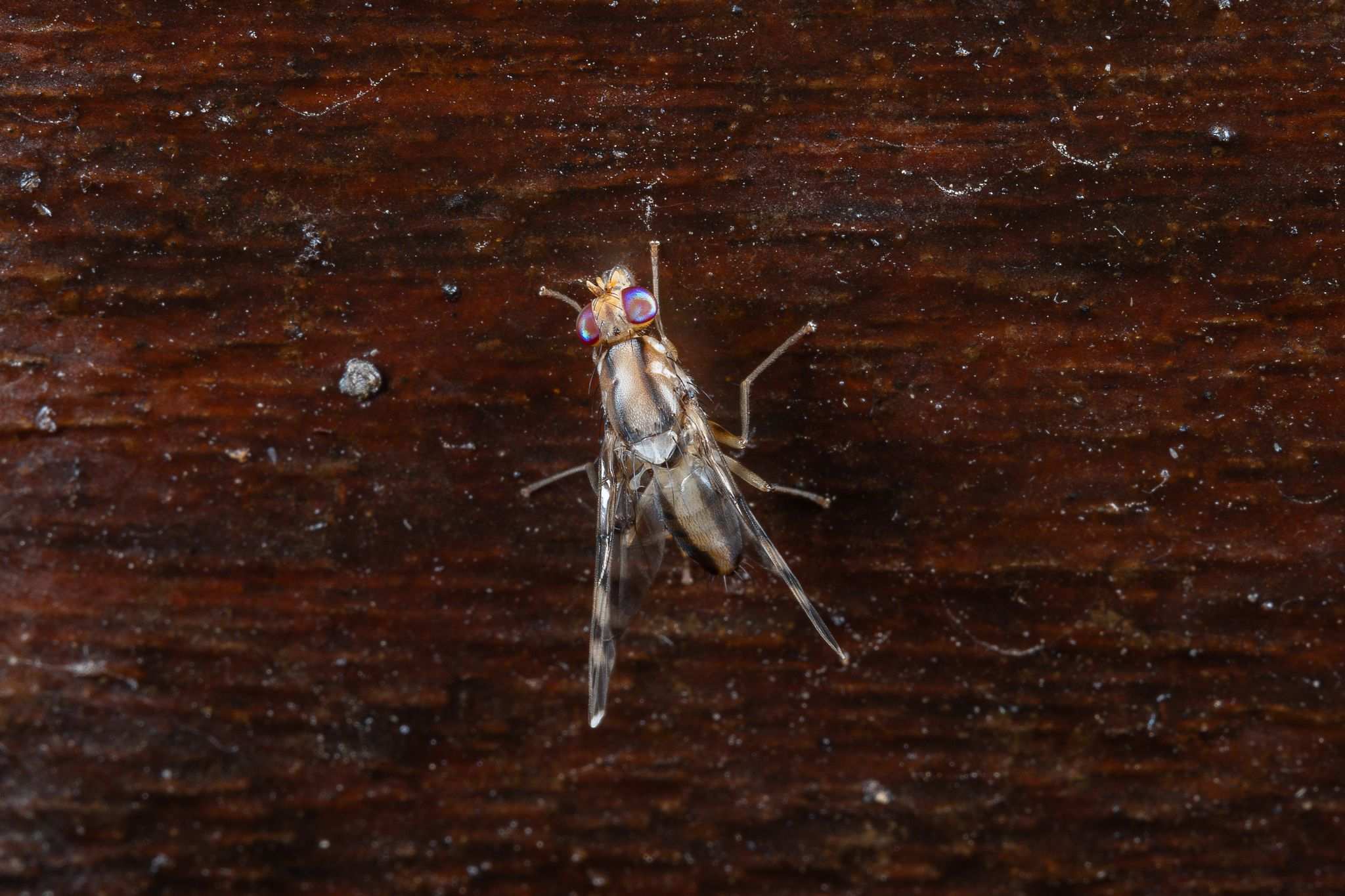 Euphranta oshimensis