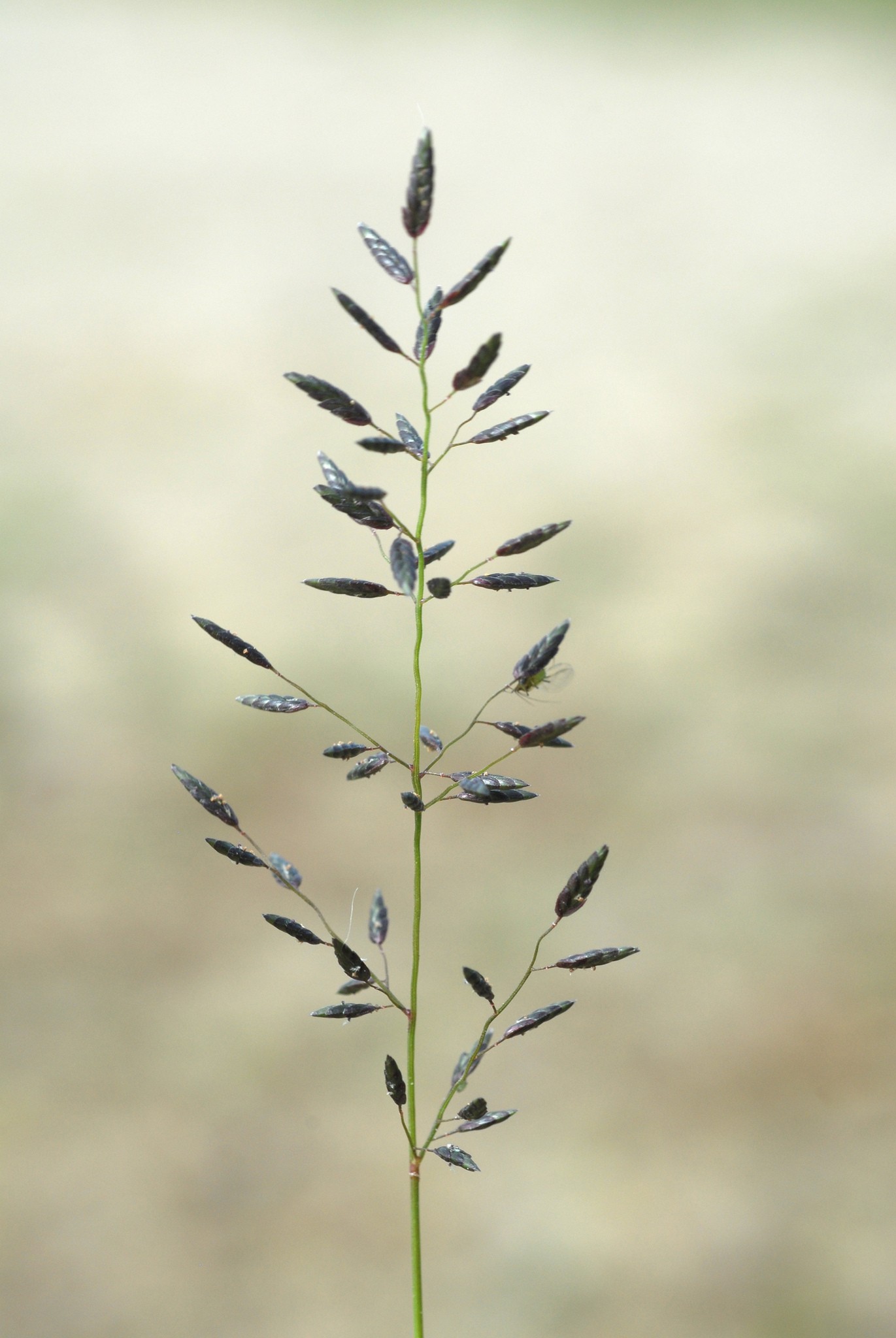 Eragrostis cilianensis