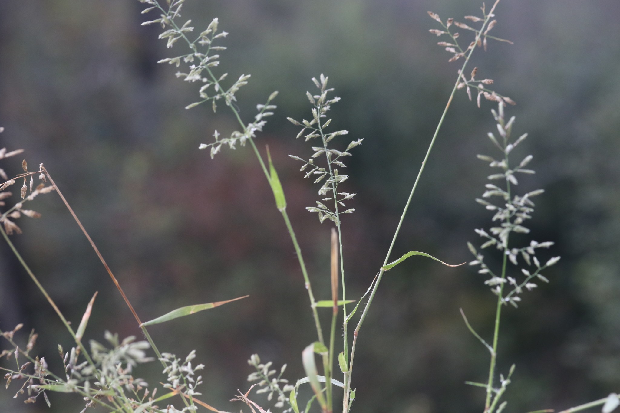Eragrostis cilianensis