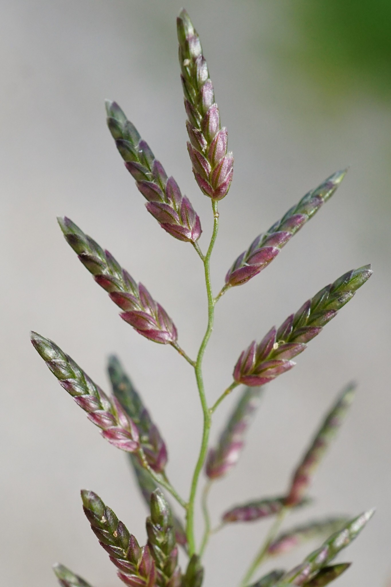 Eragrostis cilianensis