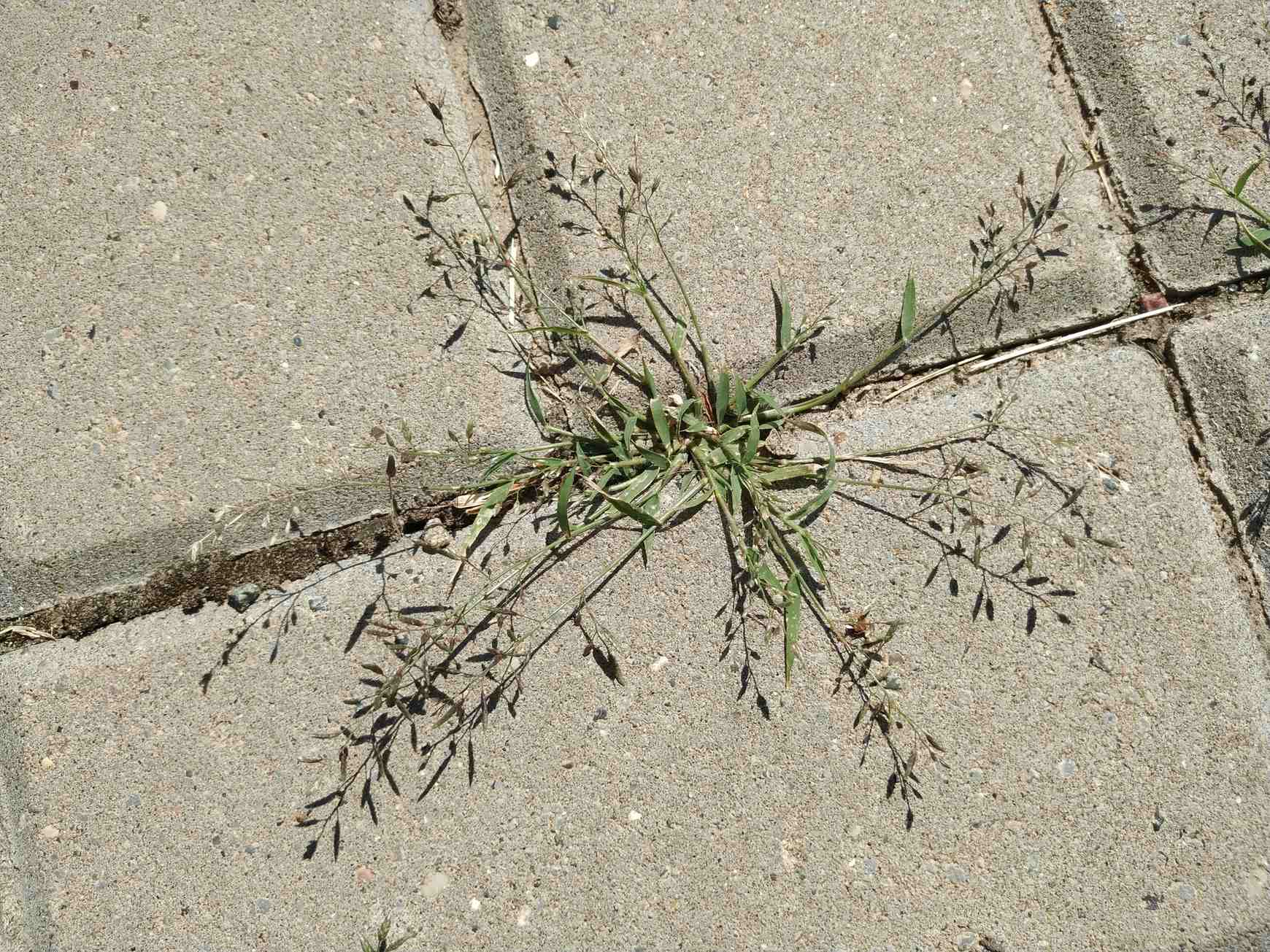 Eragrostis cilianensis