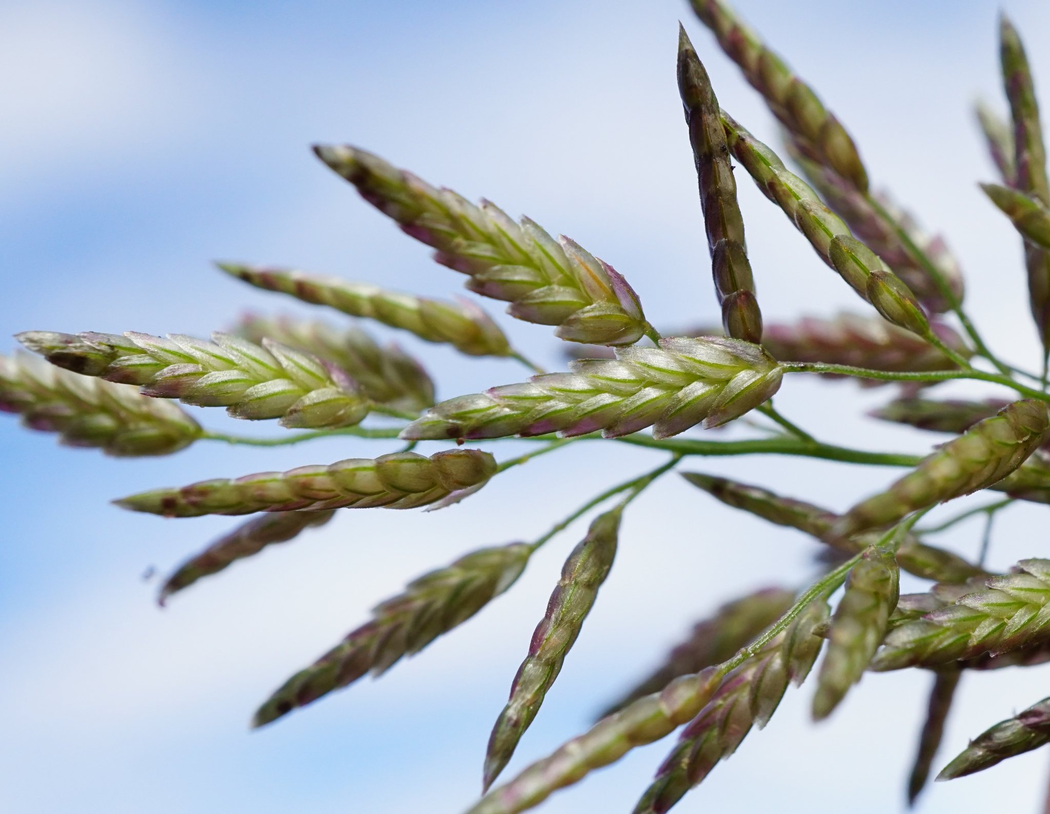 Eragrostis cilianensis