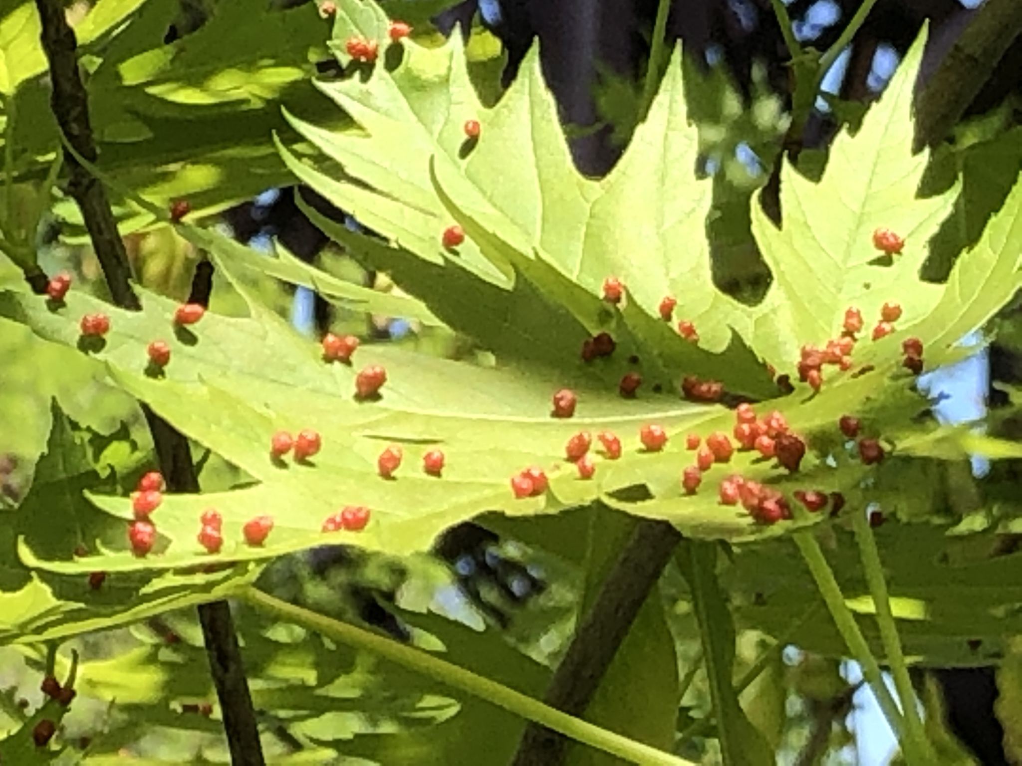 Vasates