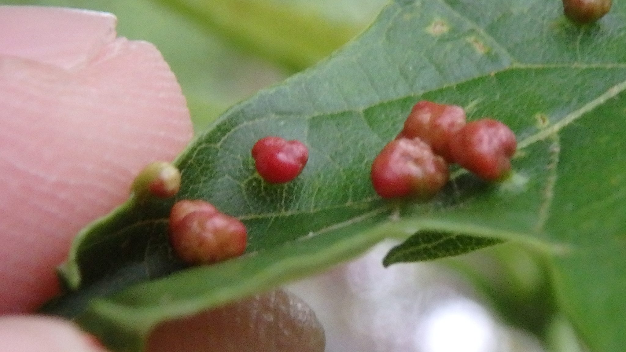 Vasates