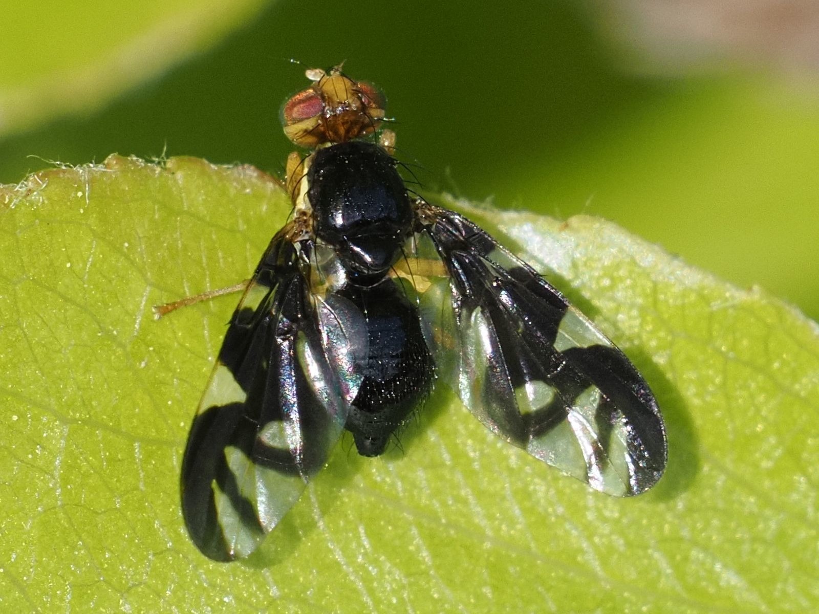 Euleia heraclei