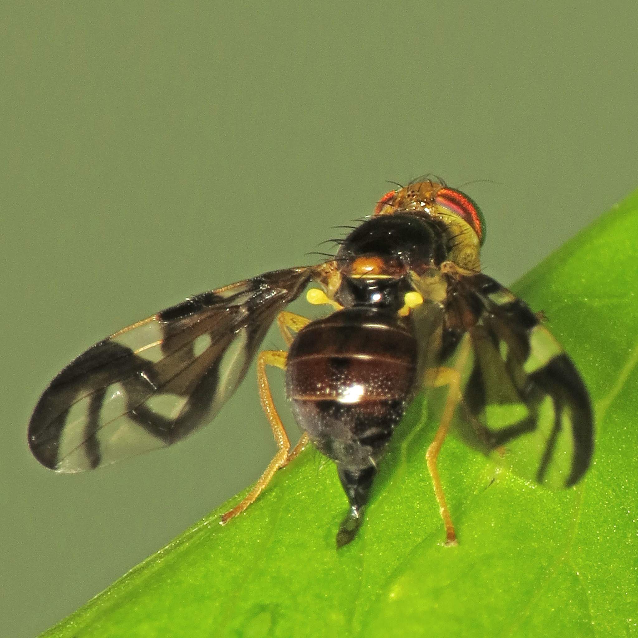 Euleia heraclei