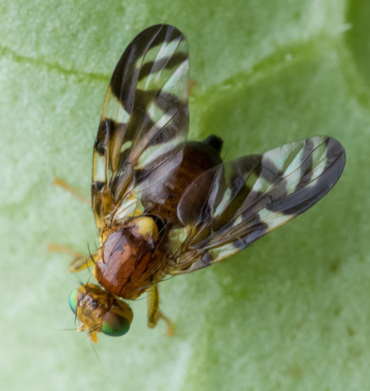 Euleia heraclei