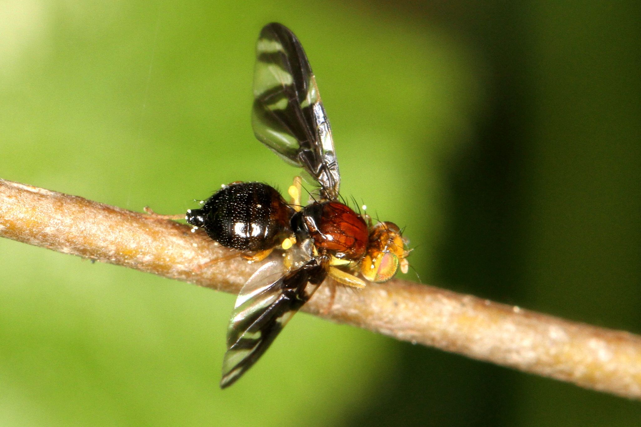 Euleia heraclei