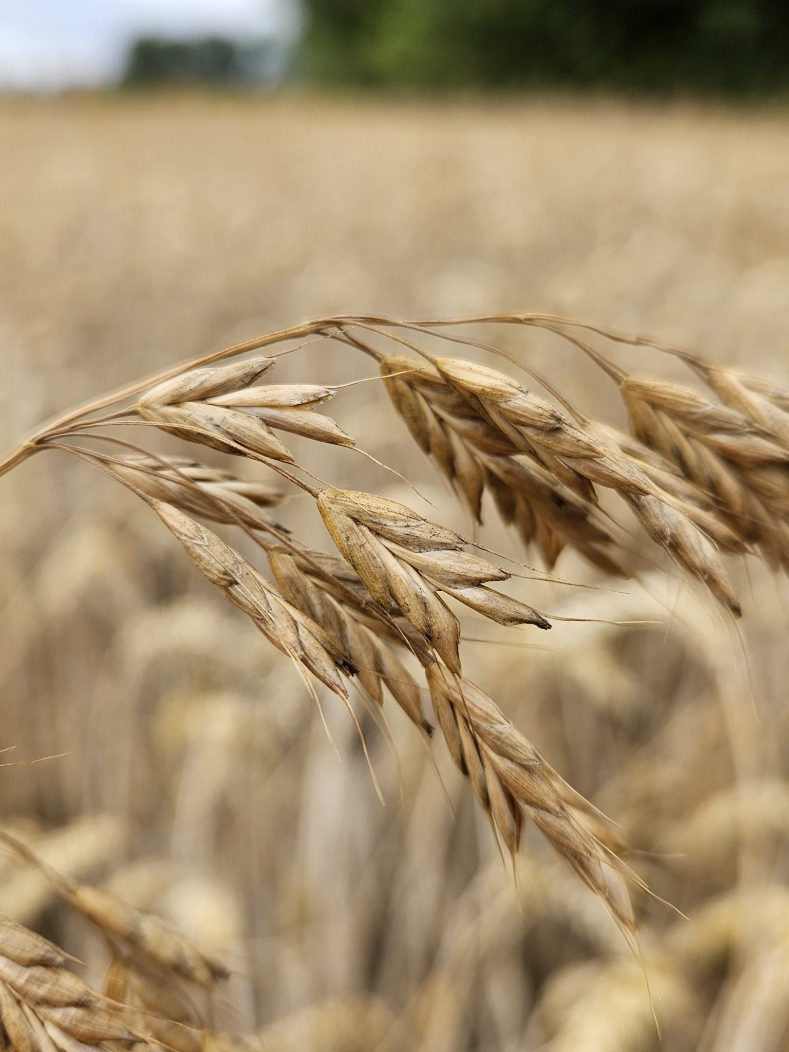 Bromus commutatus