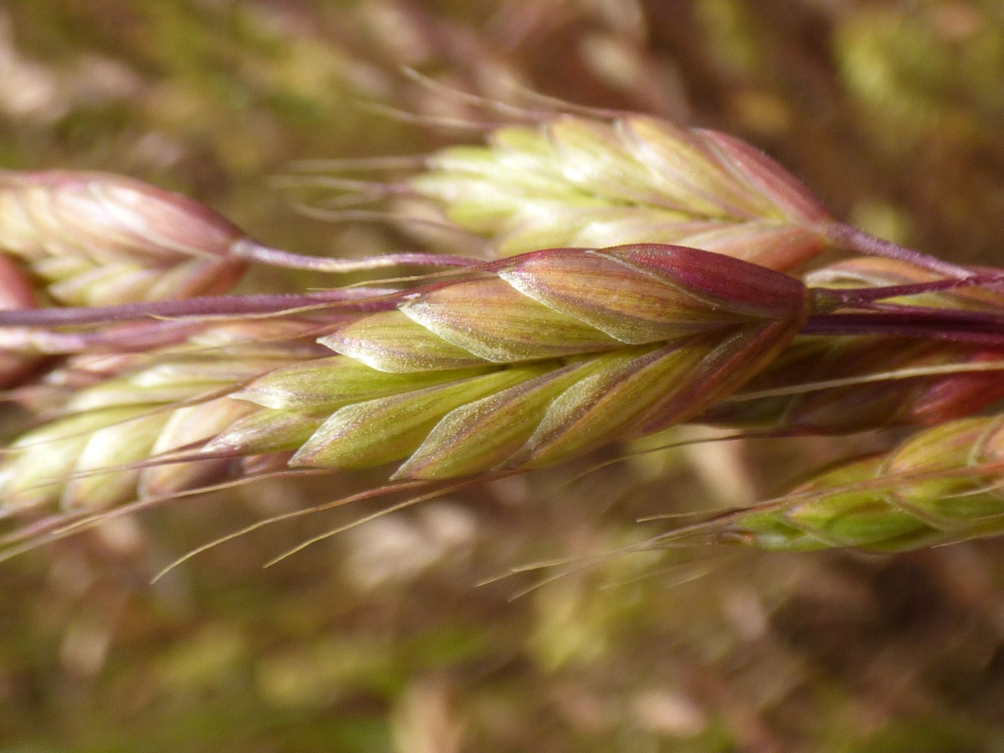 Bromus commutatus