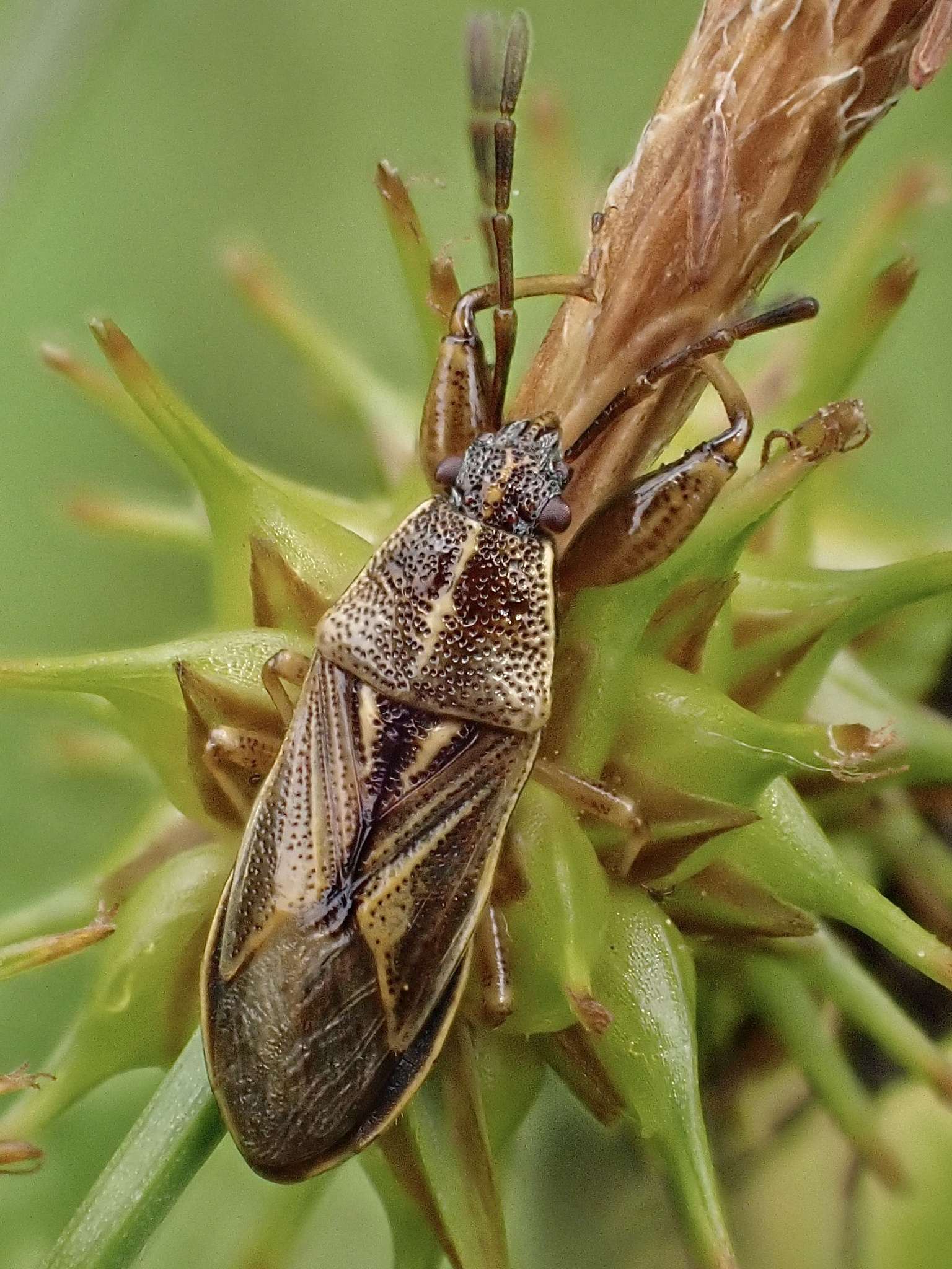 Oedancala