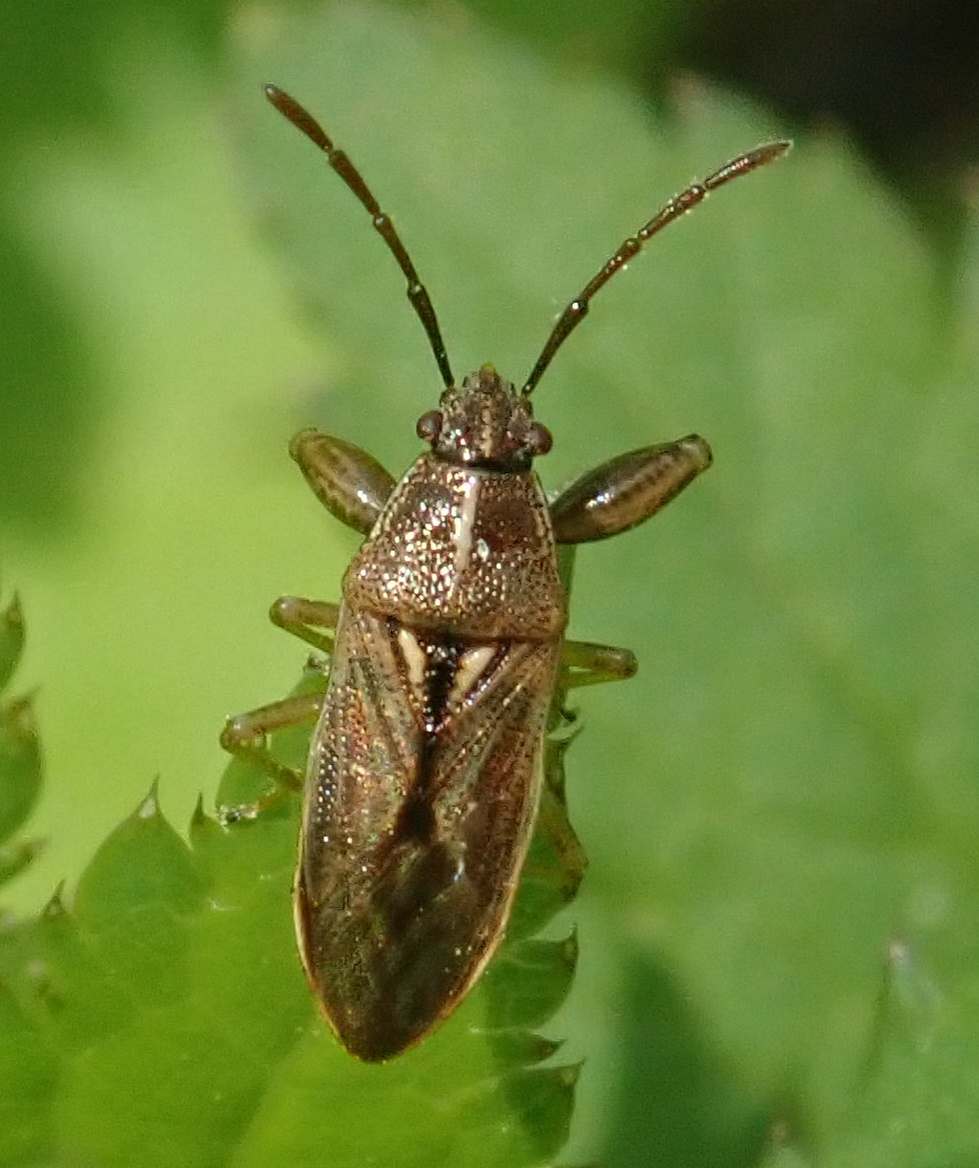 Oedancala
