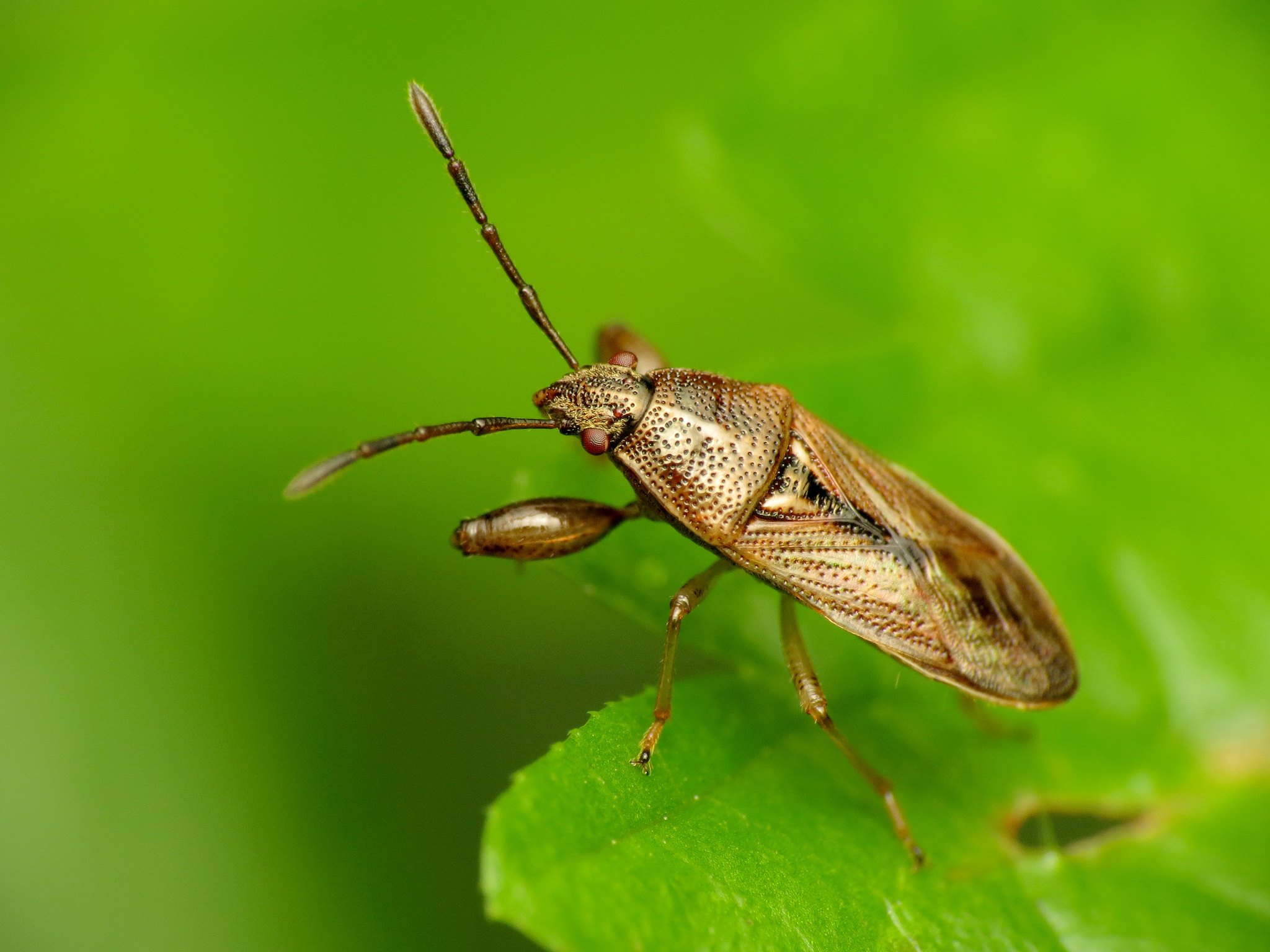 Oedancala