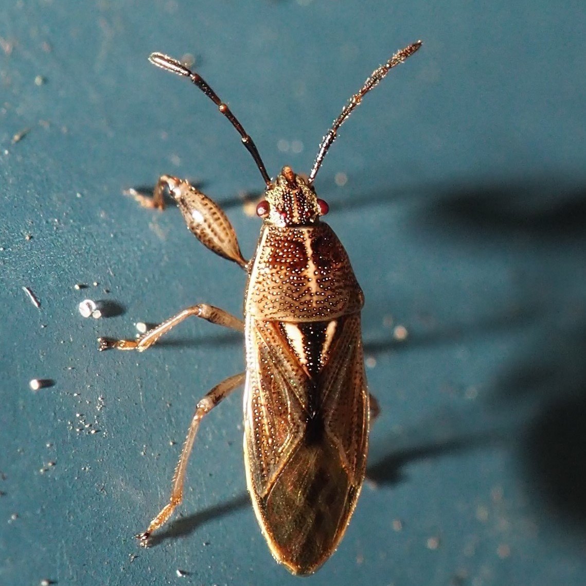 Oedancala