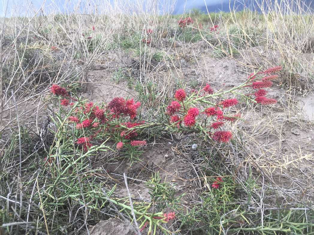 Neltuma humilis