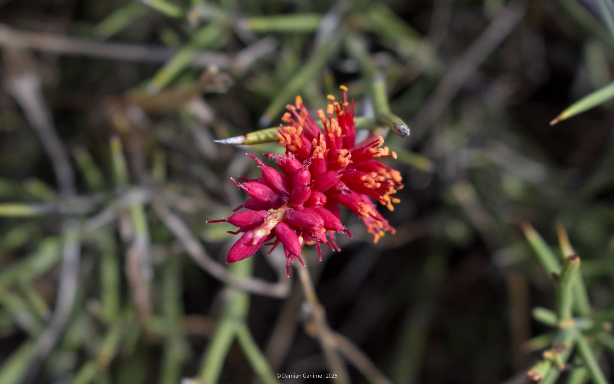 Neltuma humilis
