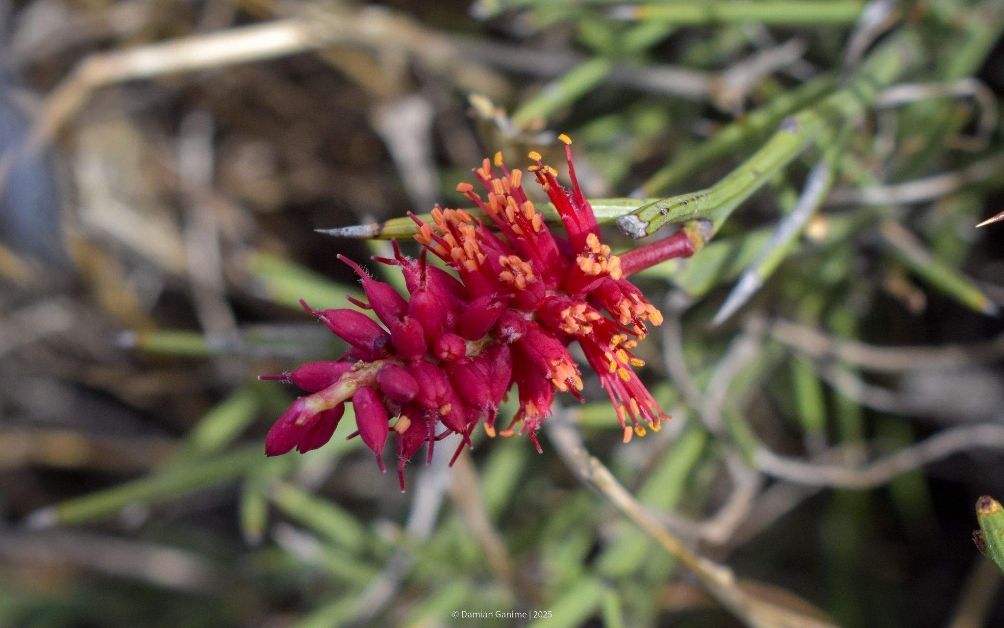 Neltuma humilis