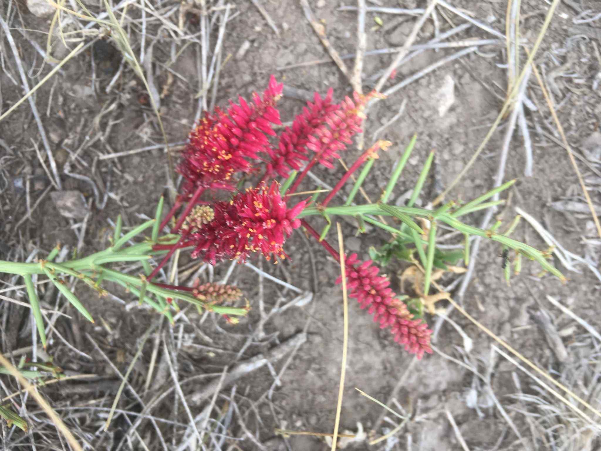 Neltuma humilis