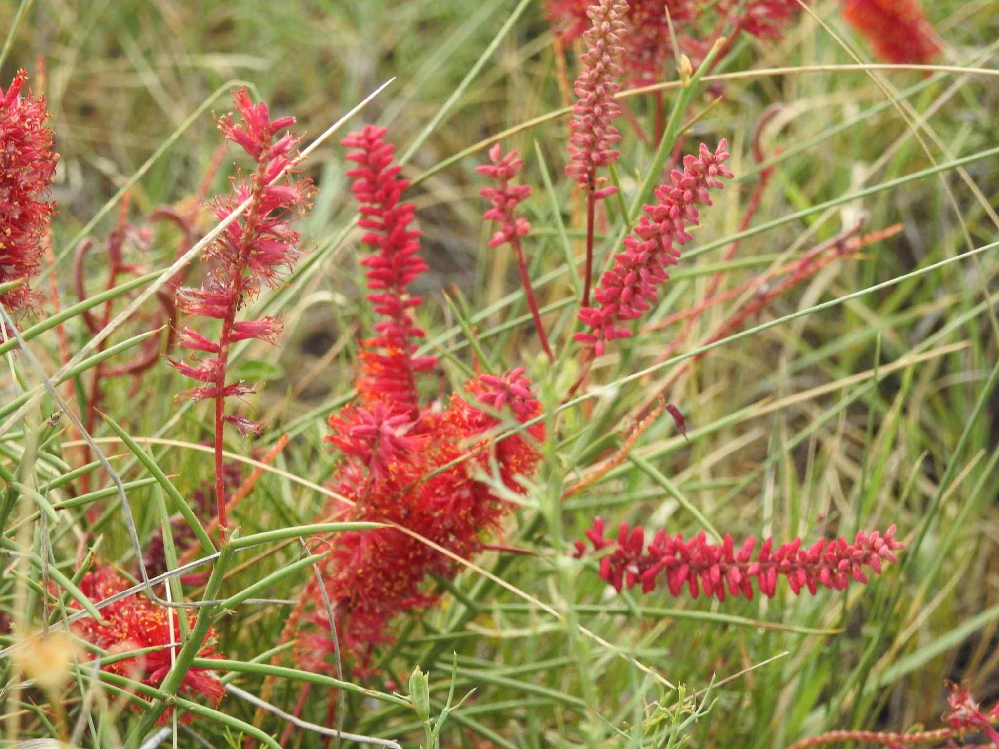 Neltuma humilis