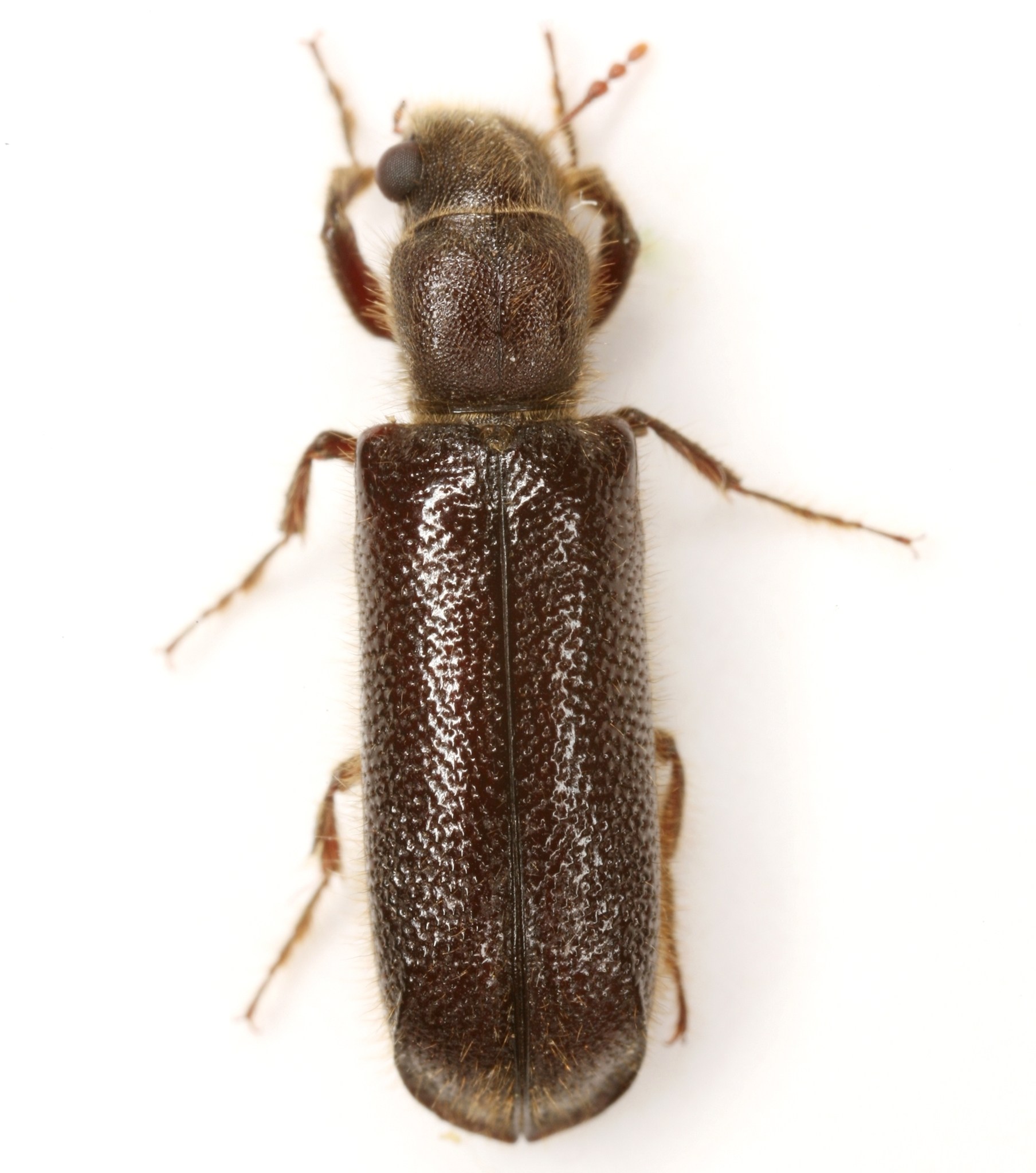 Melalgus