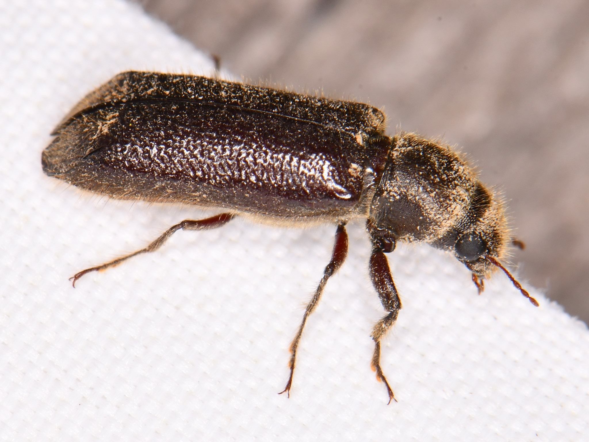 Melalgus