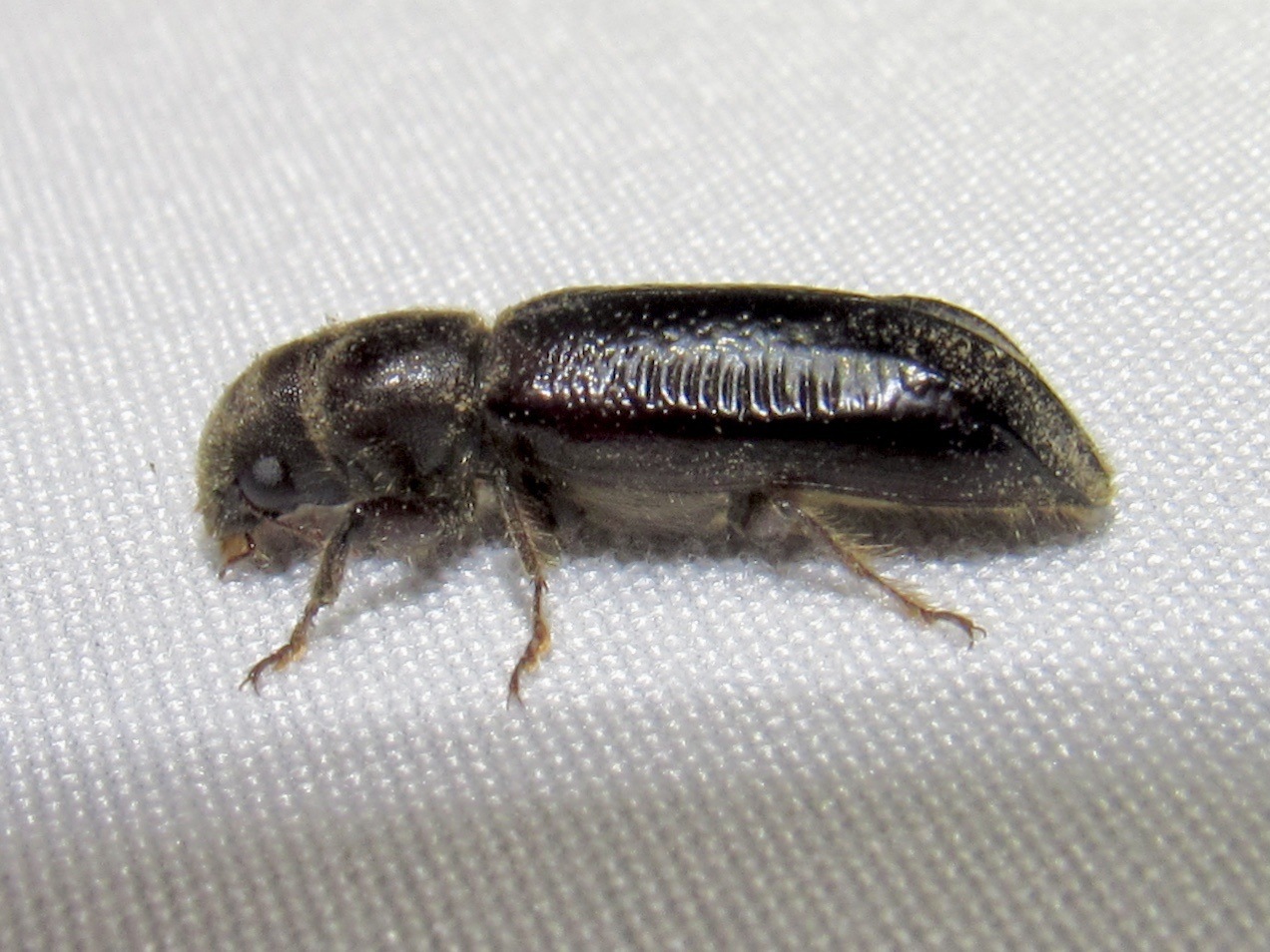 Melalgus