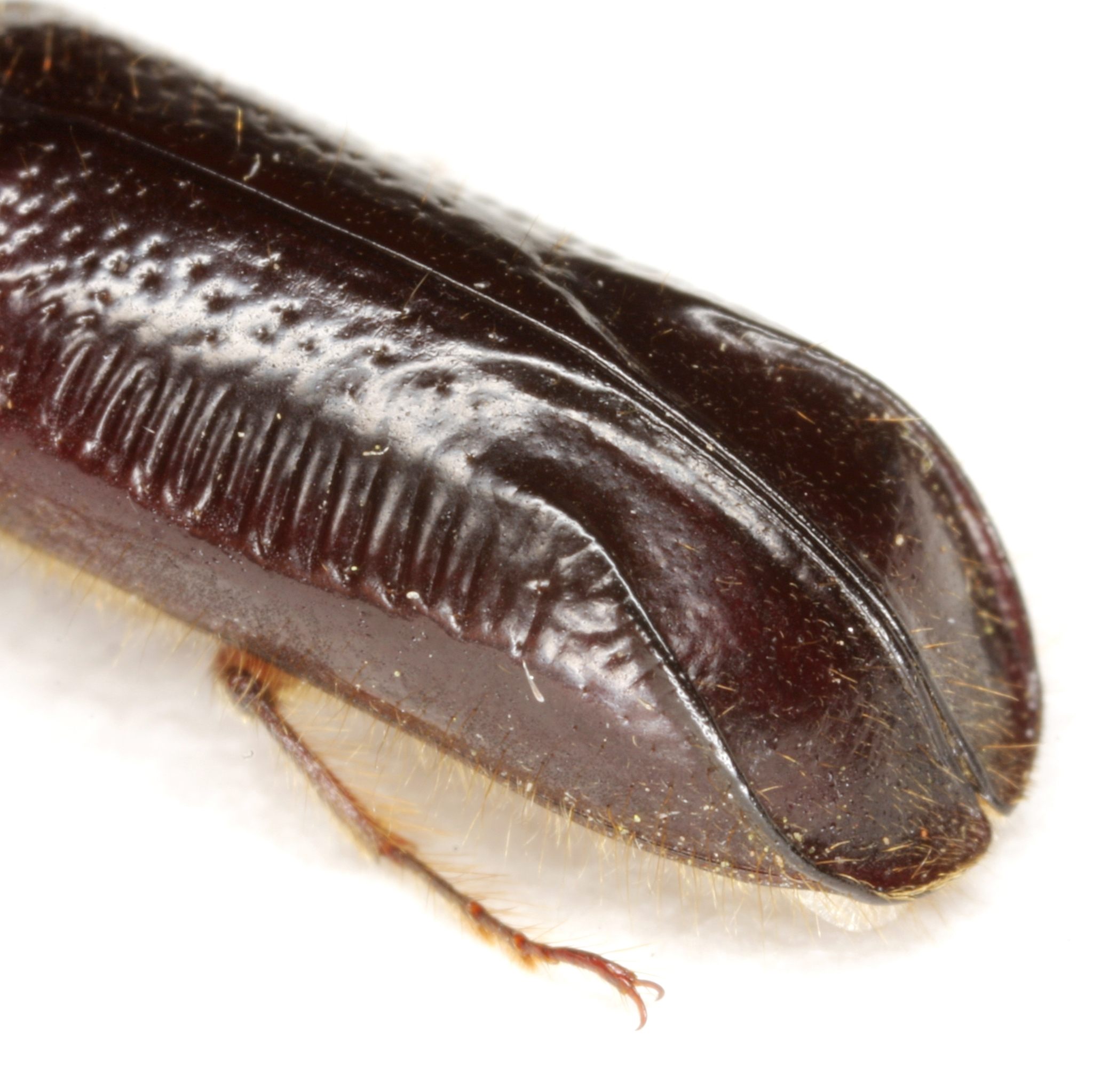 Melalgus