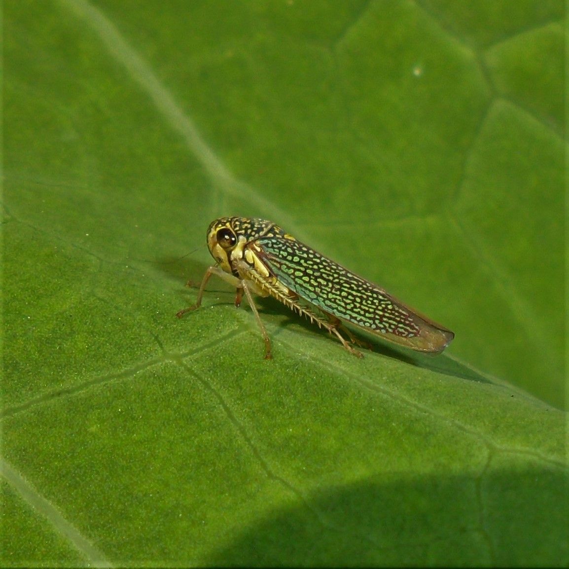 Macugonalia cavifrons