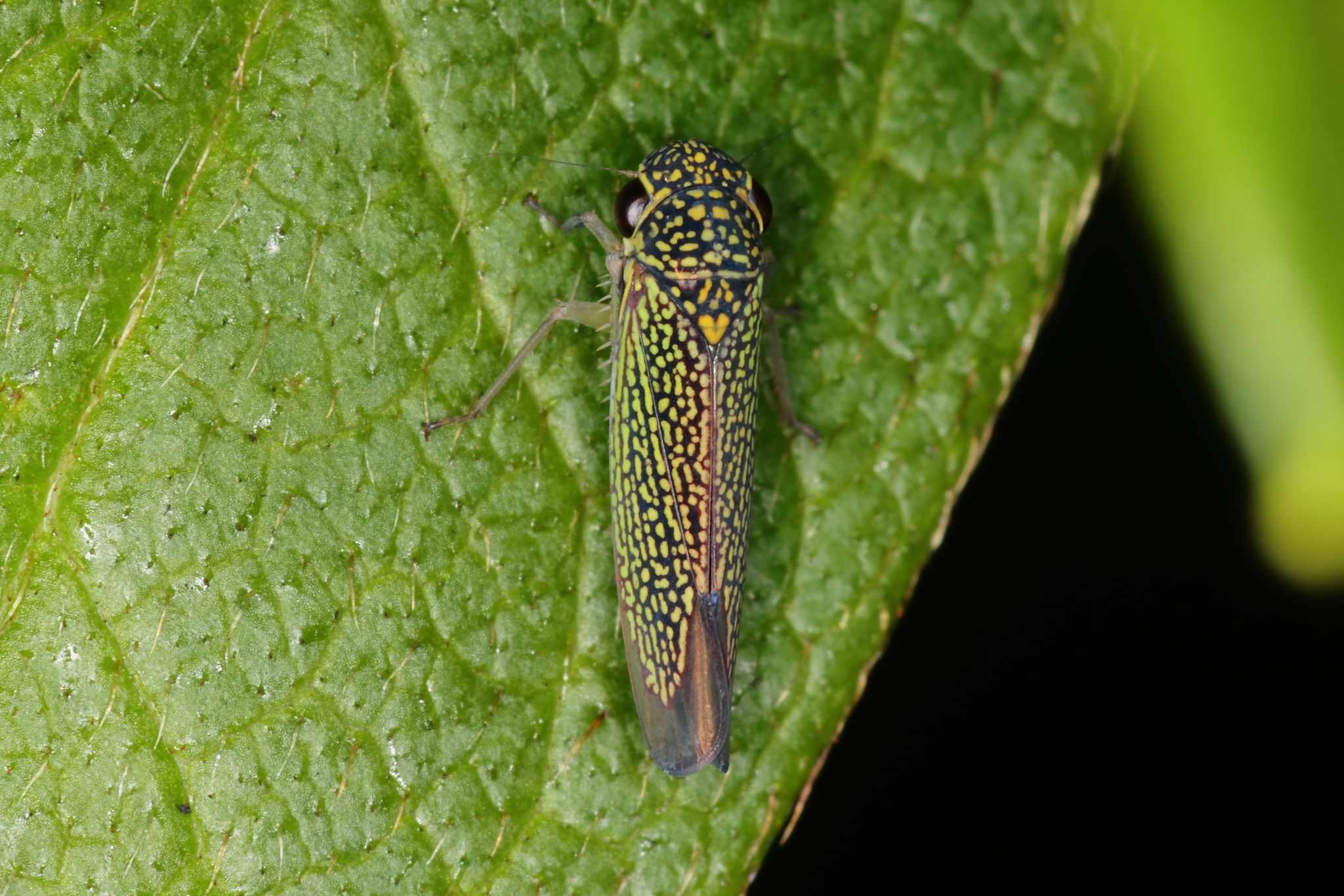 Macugonalia cavifrons