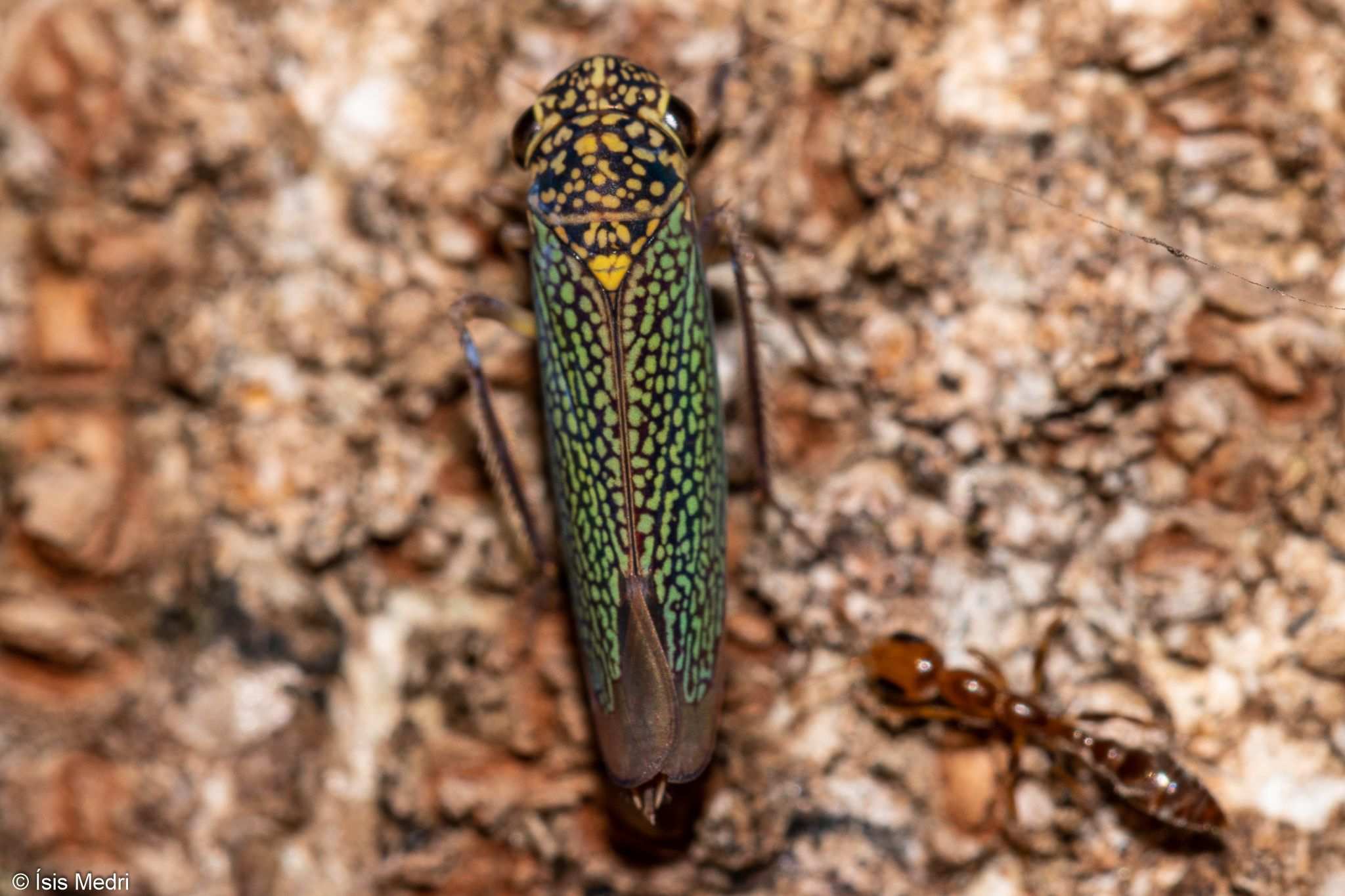 Macugonalia cavifrons