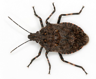 Brochymena quadripustulata
