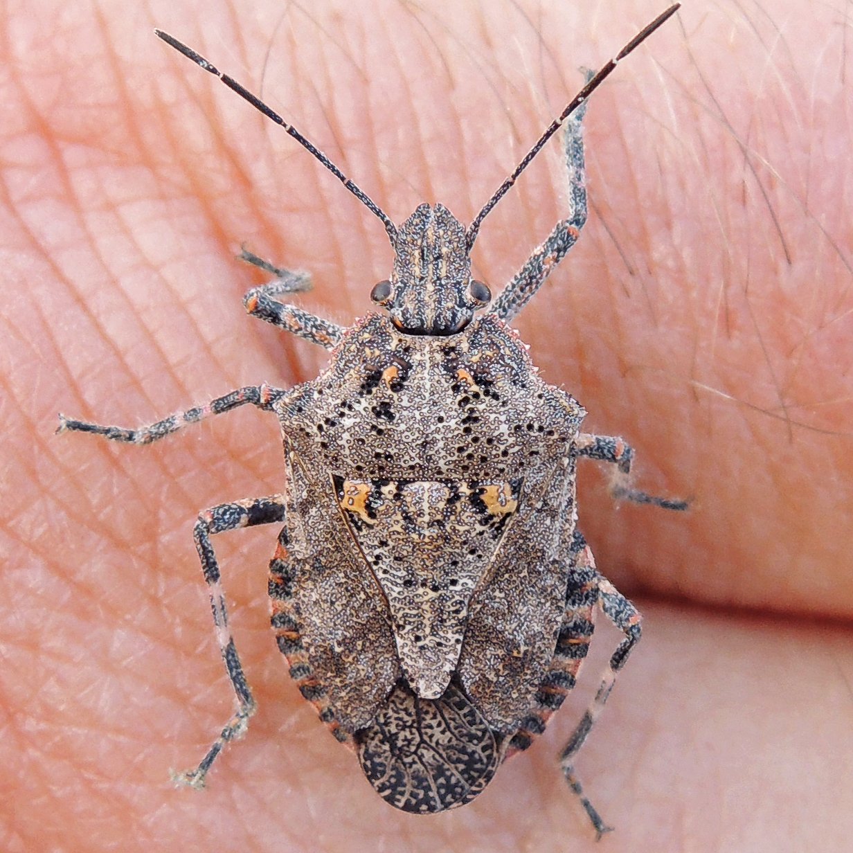 Brochymena quadripustulata