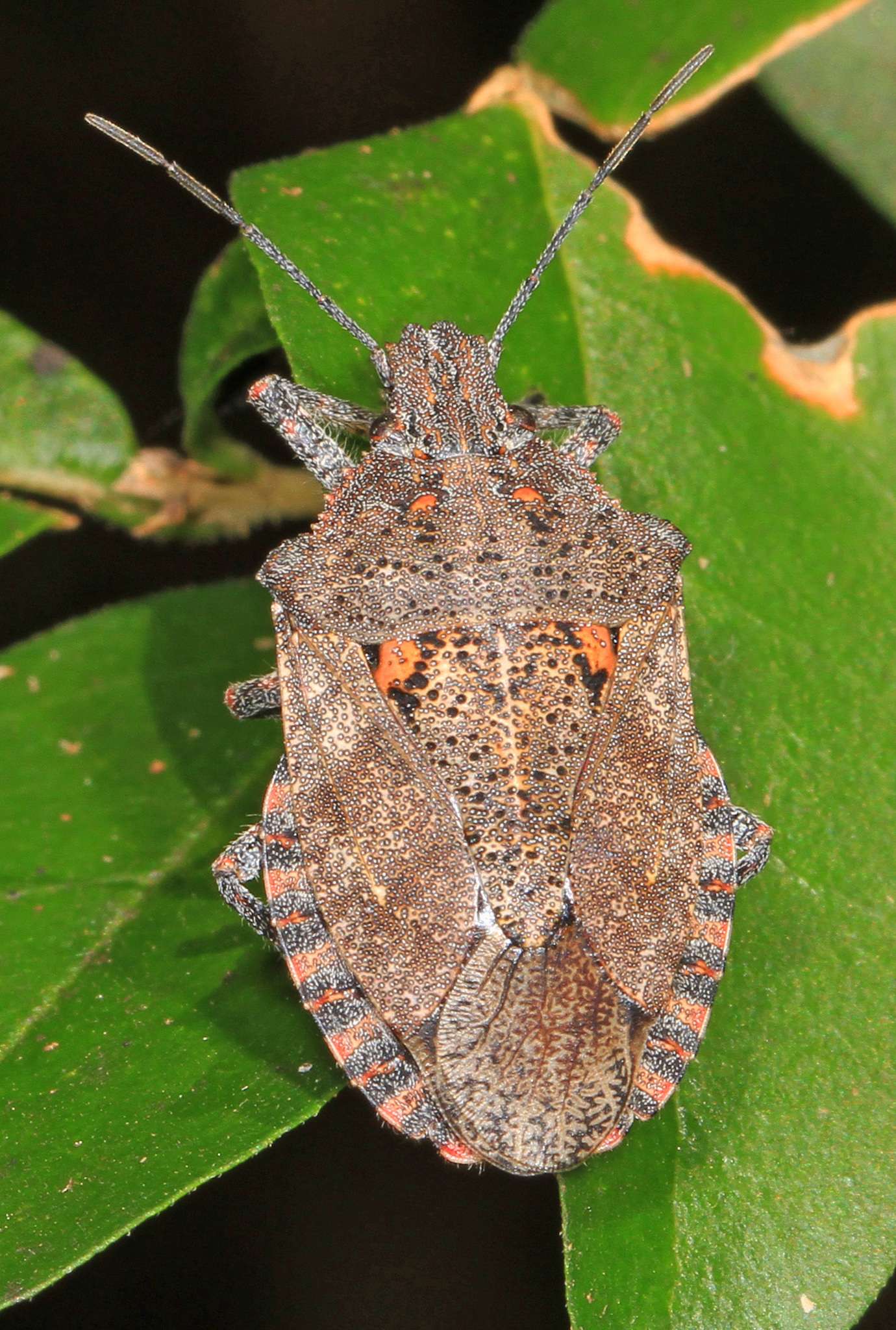 Brochymena quadripustulata
