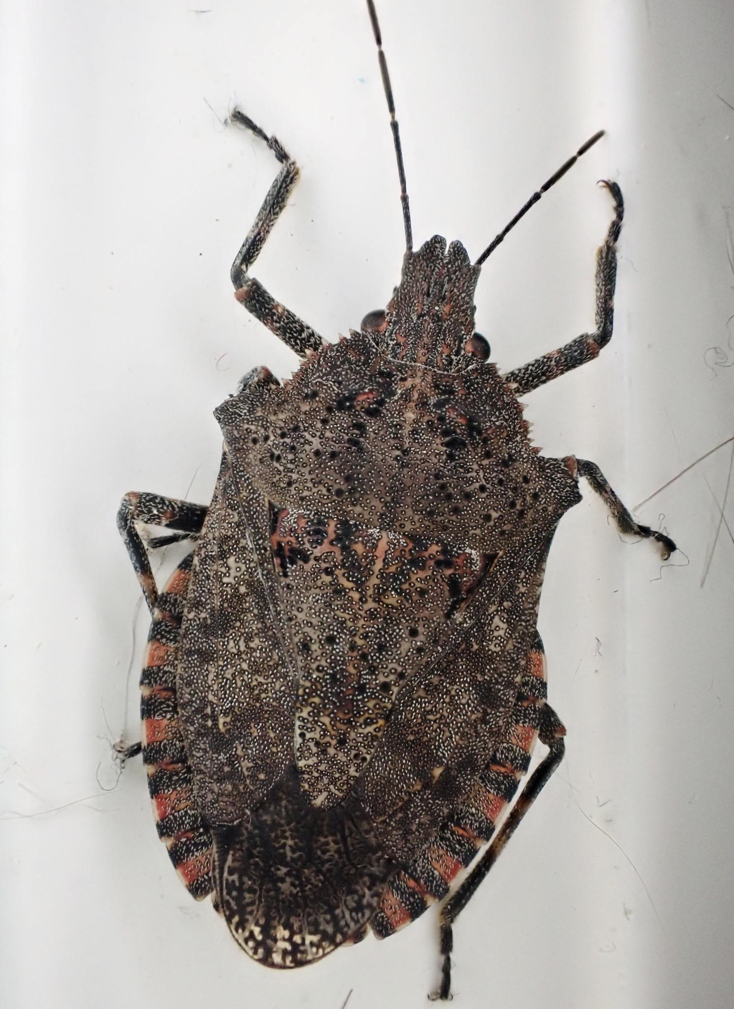 Brochymena quadripustulata