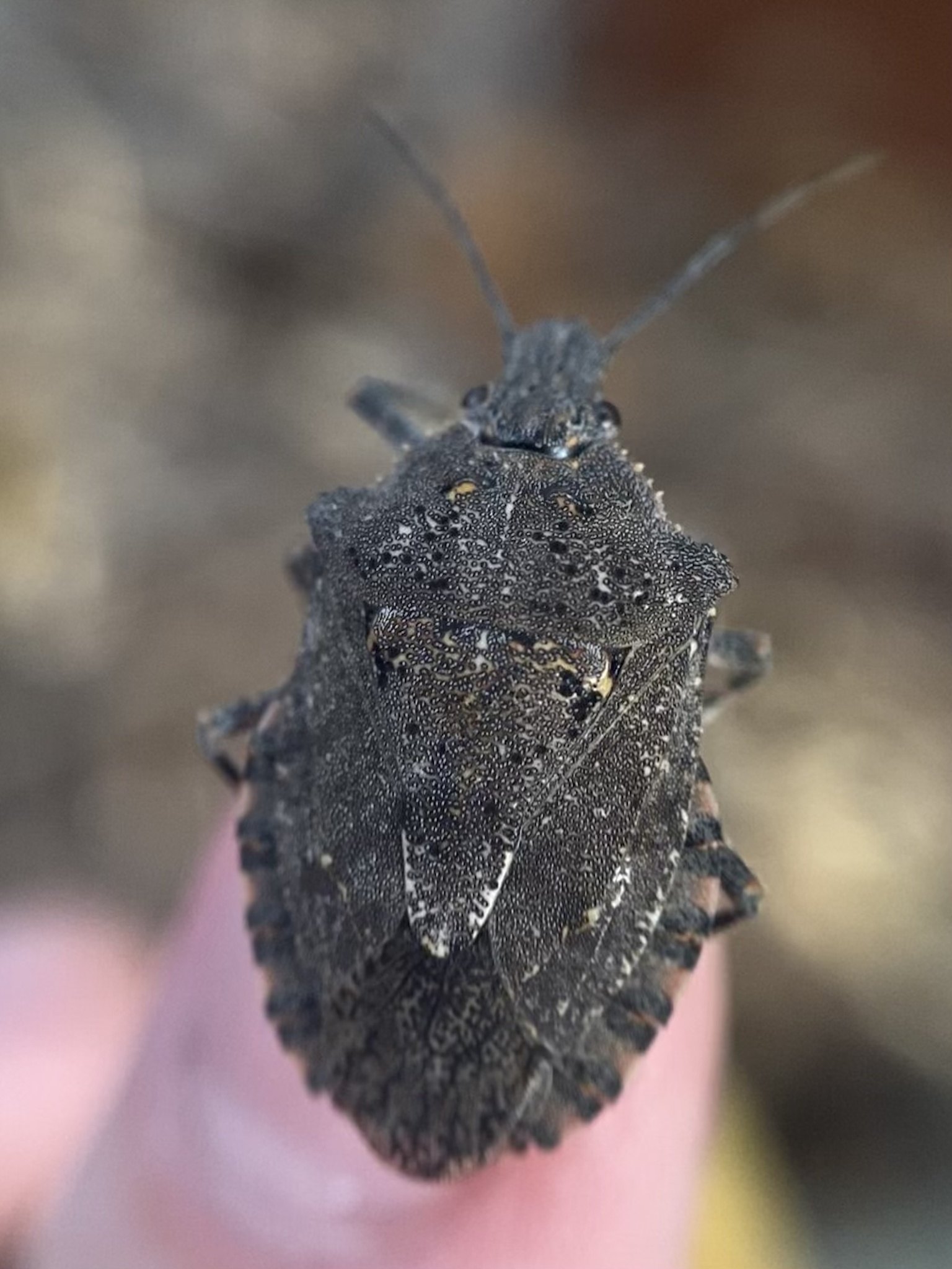 Brochymena quadripustulata