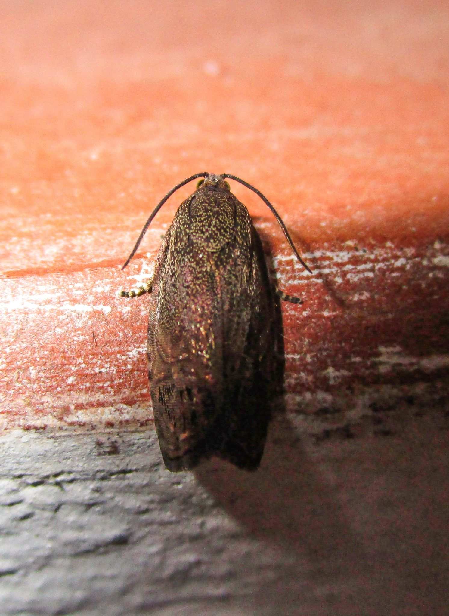 Cydia araucariae