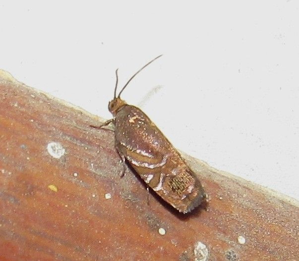 Cydia araucariae